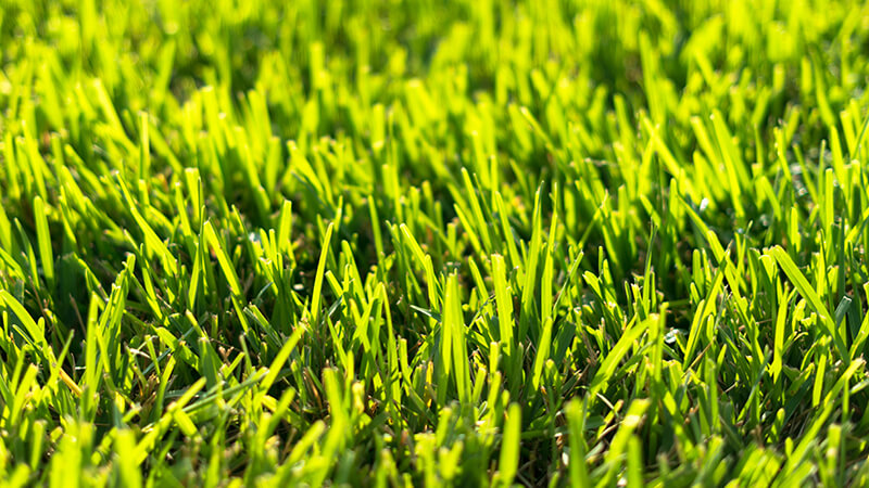 Bermuda Grass