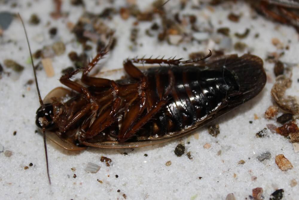 Cockroaches And The Dangers They Carry