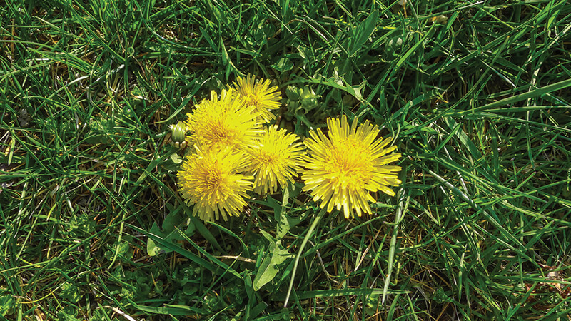 Dandelion Weed