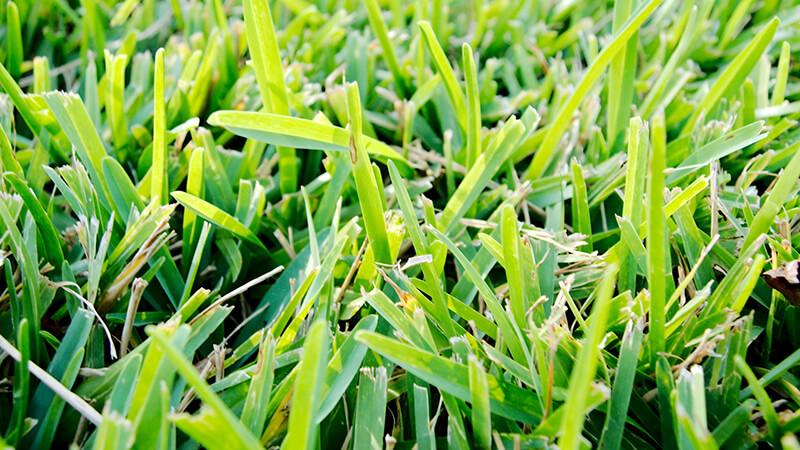 St. Augustine Grass