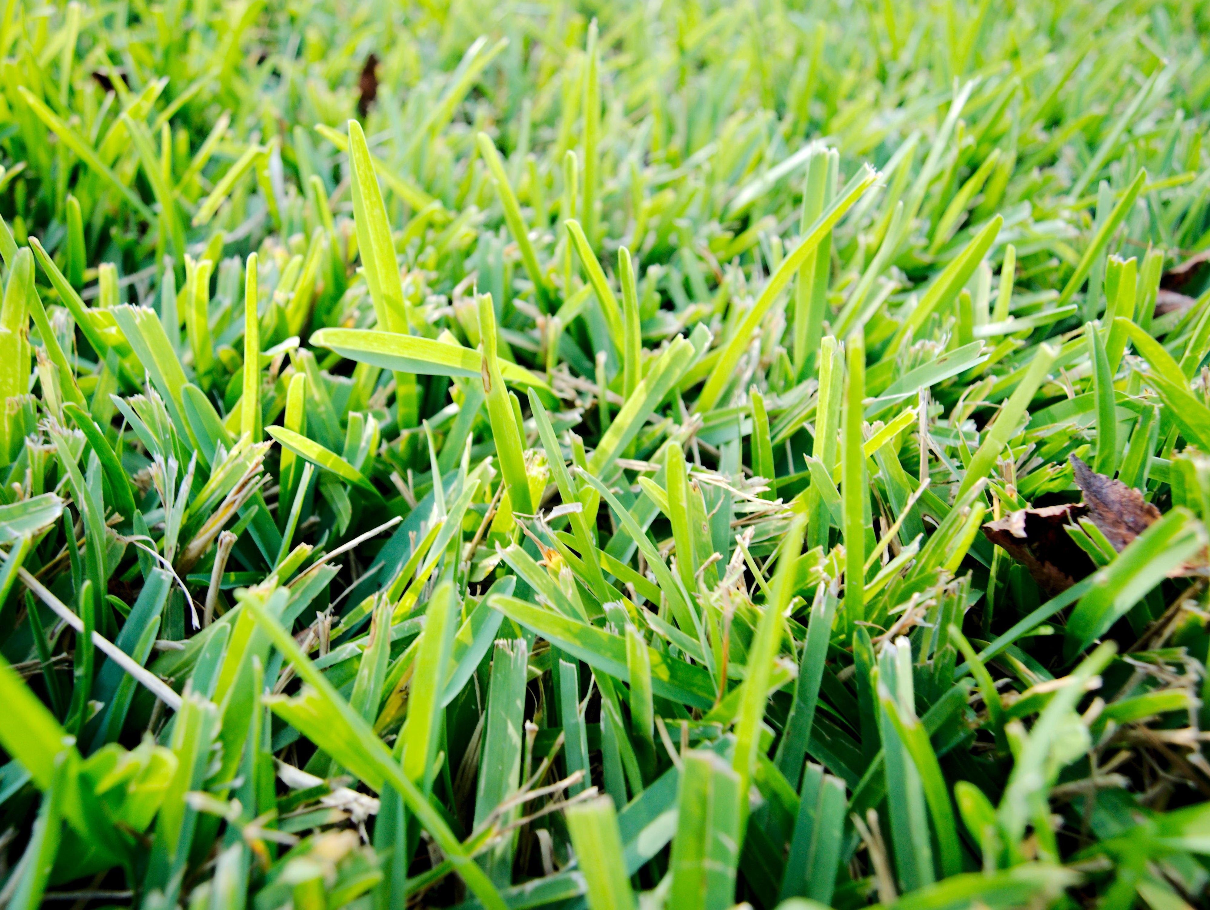 saint augustine grass
