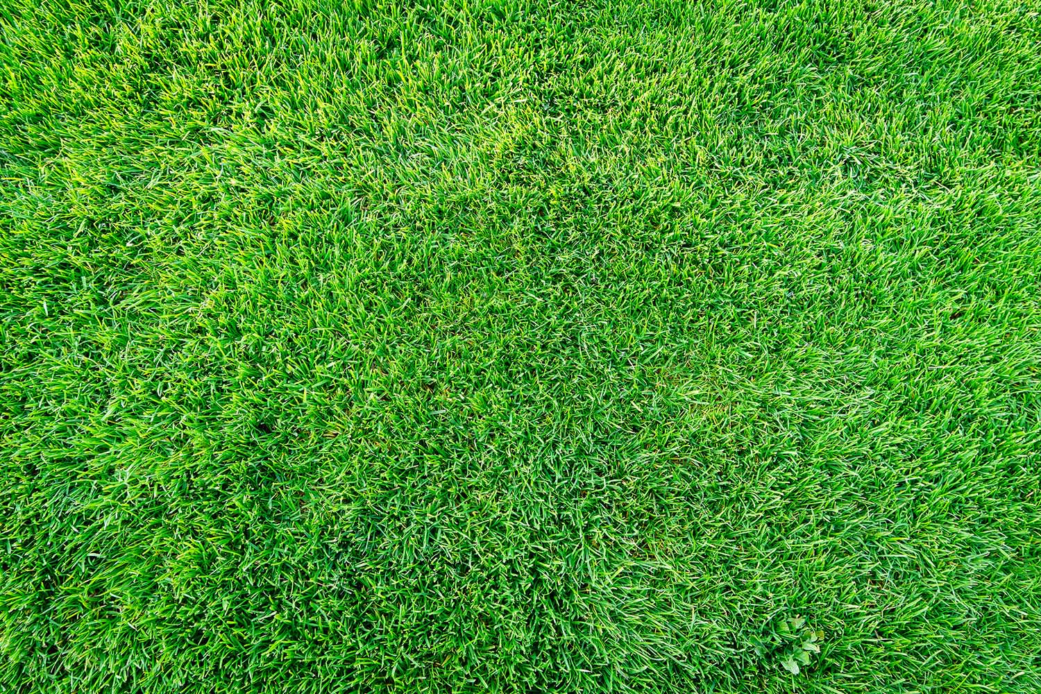 What’s the best grass to use in East Texas?