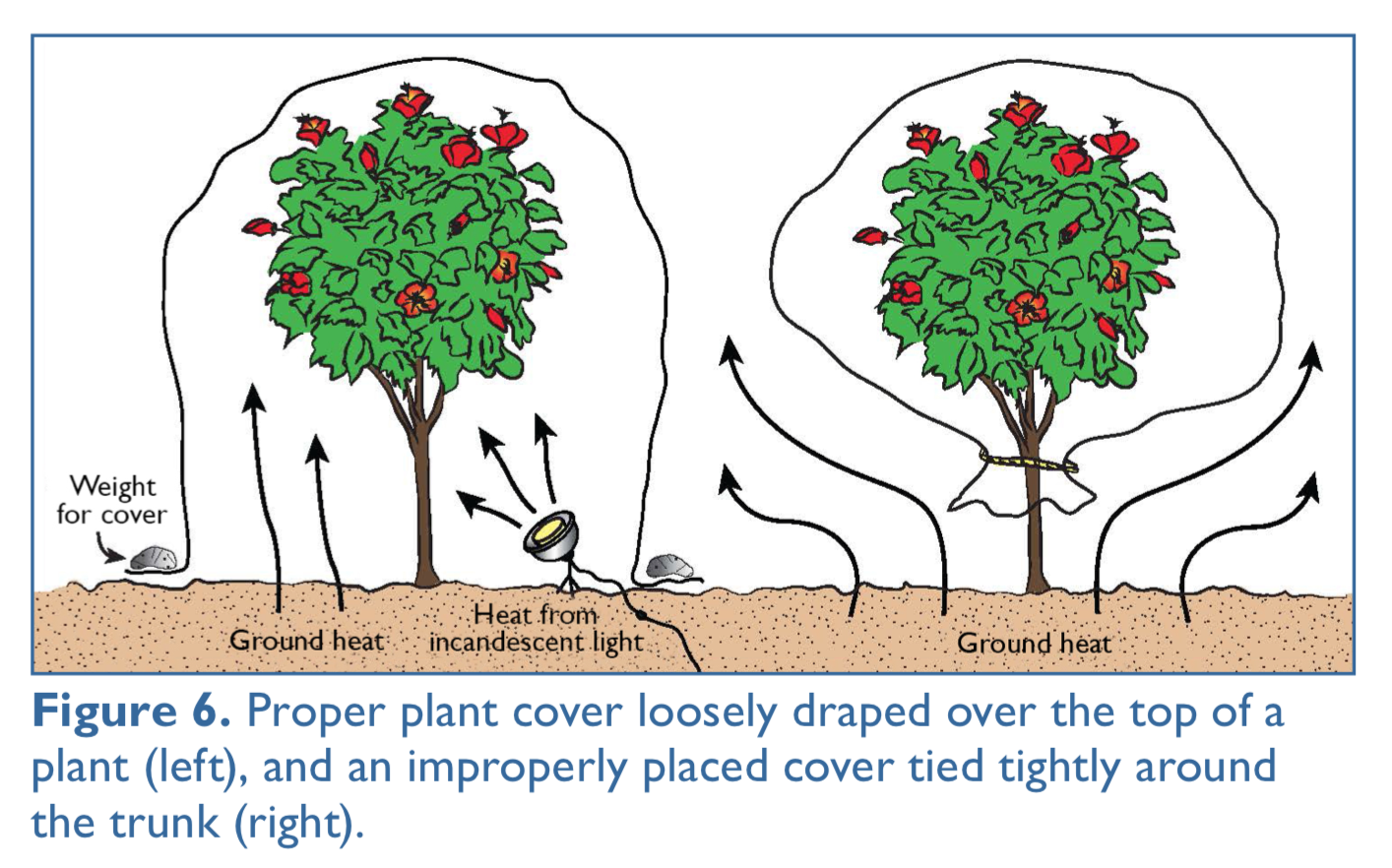 First Aid for Saving Your Plants and Trees After a Freeze