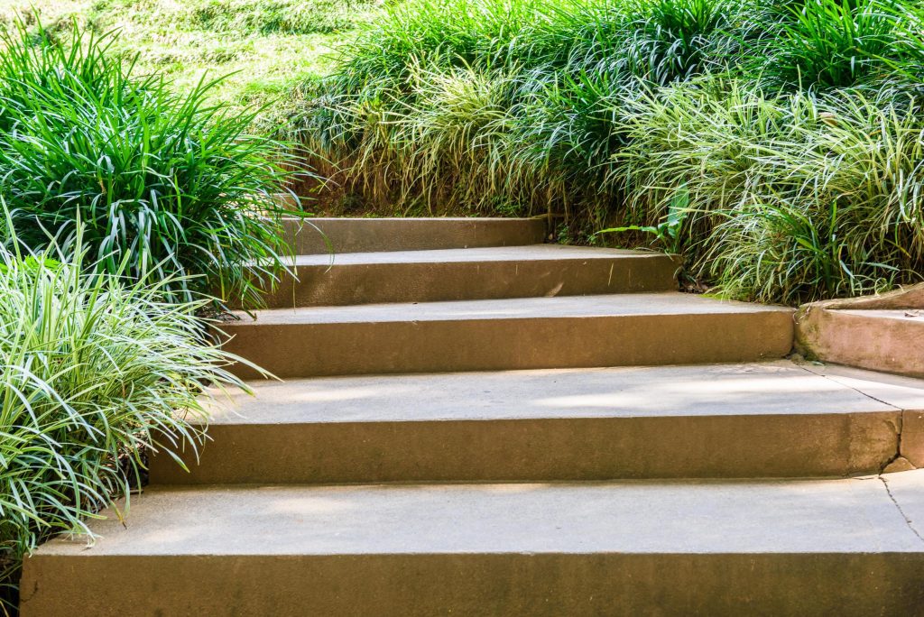 Ophiopogon japonicus is an ornamental plant