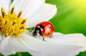 Pest Control Ladybug Pest Control Amarillo