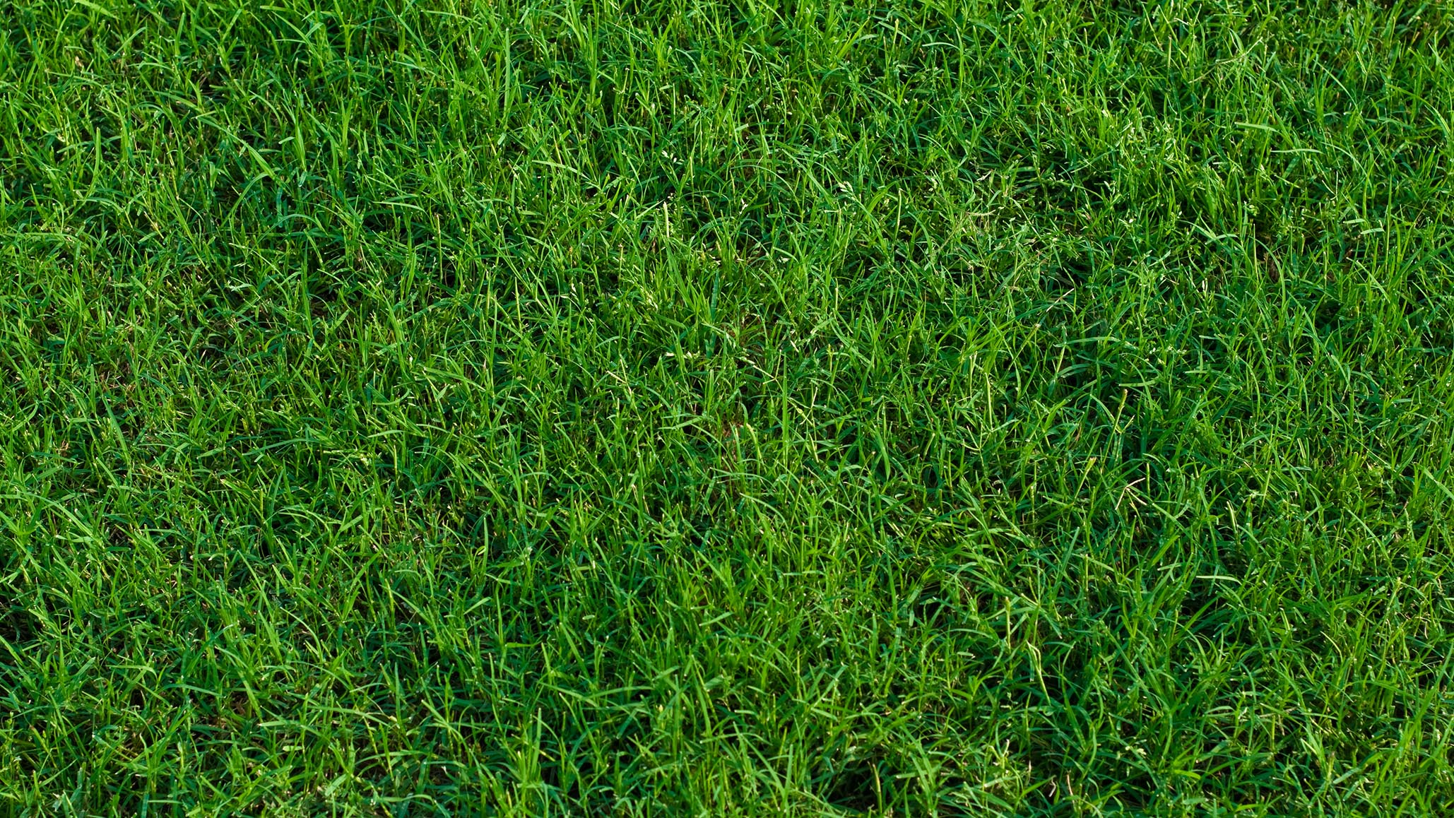 4 Best Grass Types for Arlington, Texas