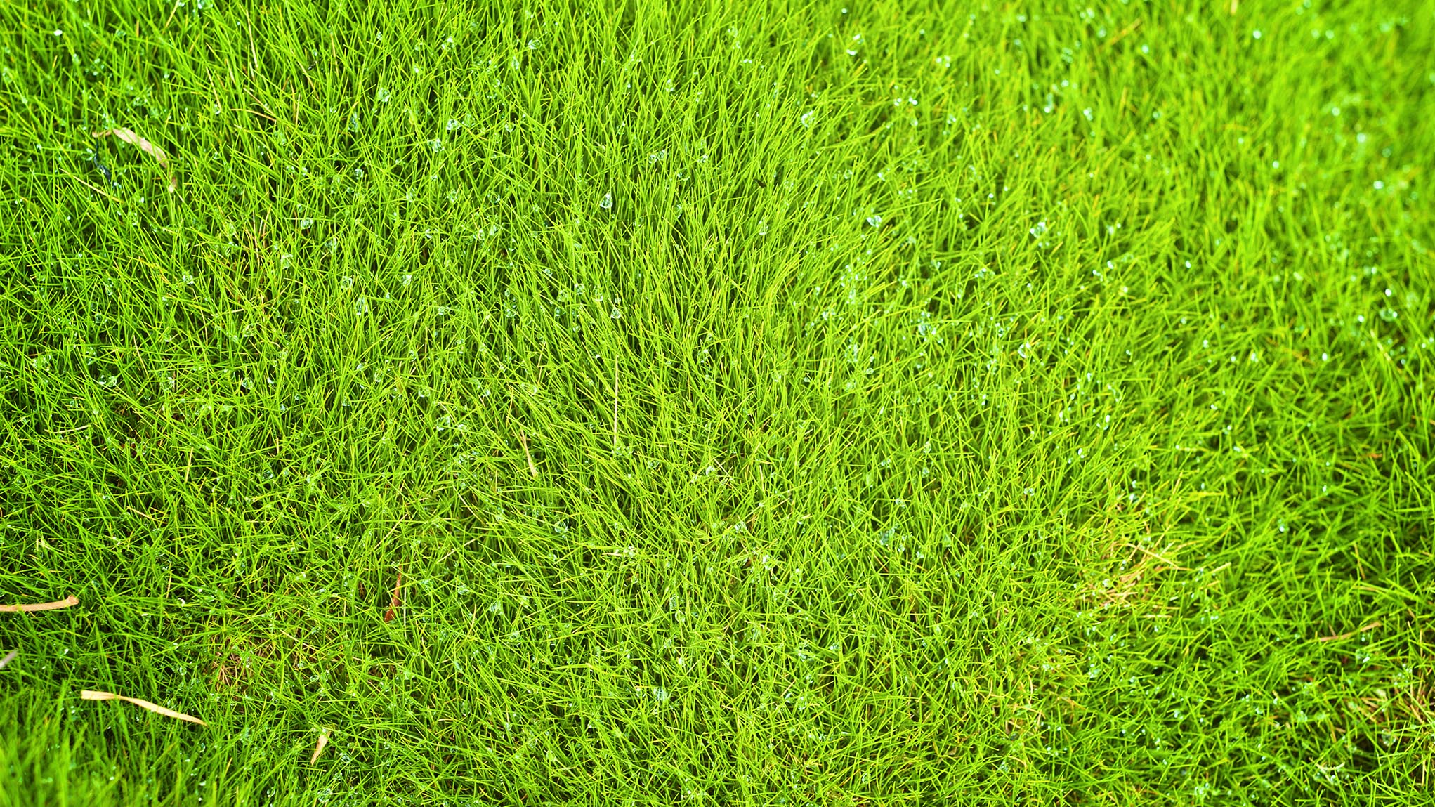 4 Best Grass Types for Arlington, Texas