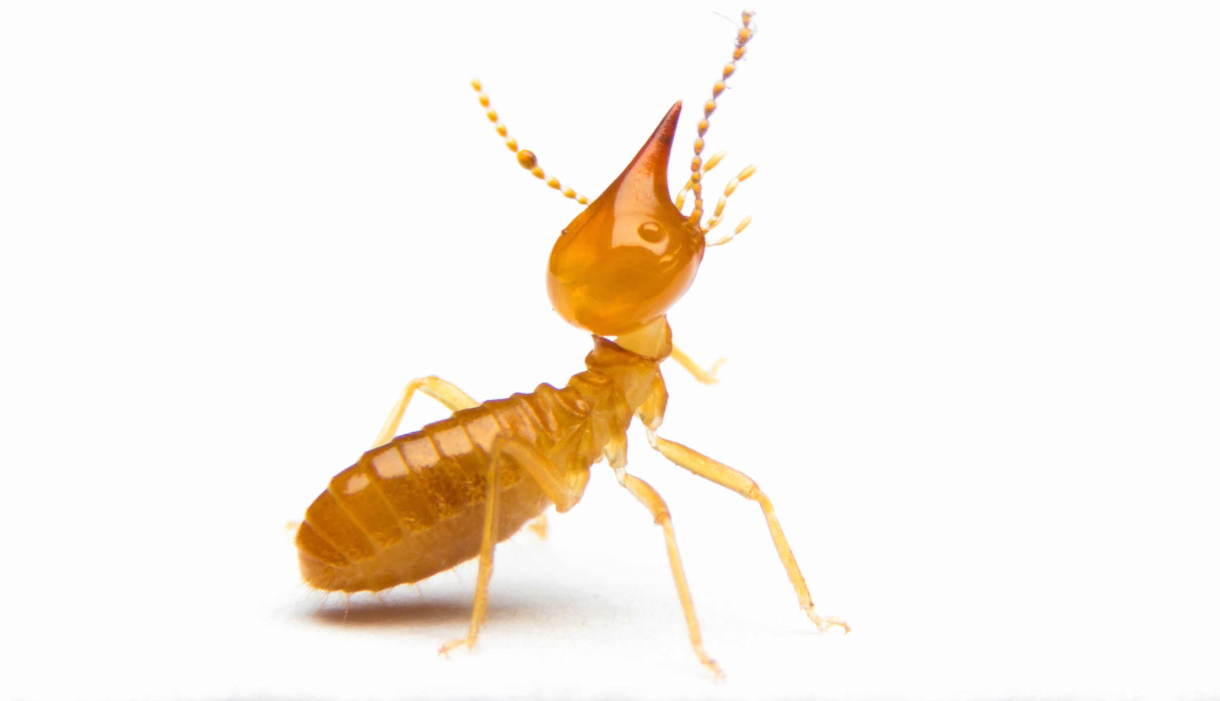 5 Signs of Termite Damage
