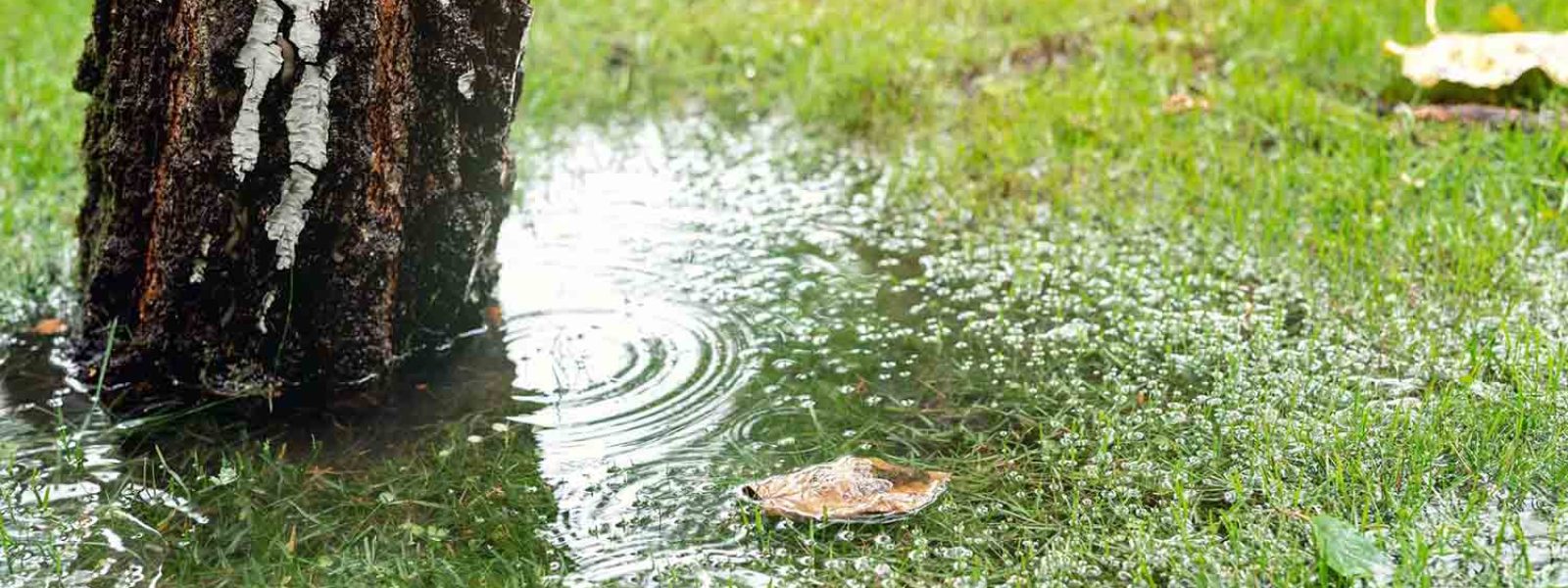 Garden bushes, tree and green grass lawn covered with water due to snow melting thaw and flash high water at spring. Natural disaster deluge flooded house backyard pathway ang greenery at countryside.