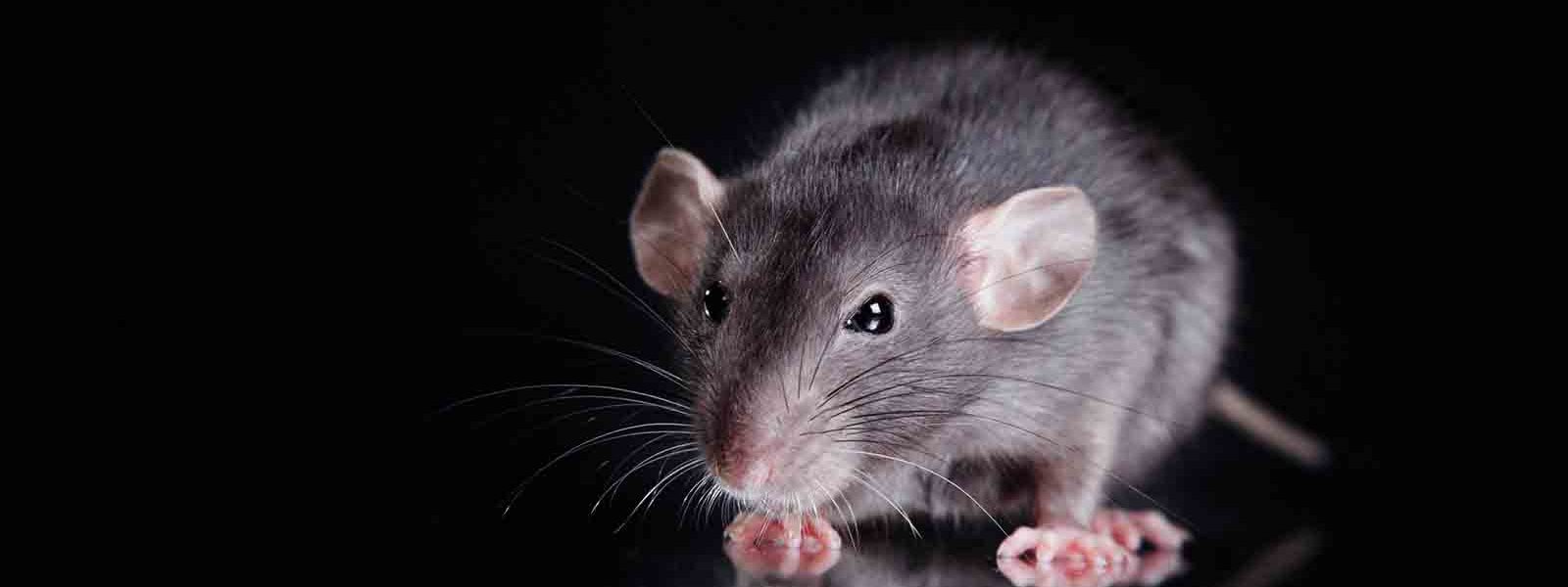 studio portrait of a brown domestic rat