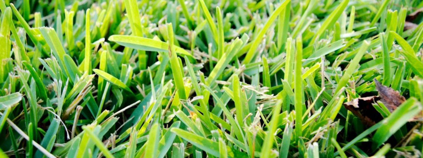 lawn care